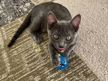 Pebble -  Domestic Short Hair Cat for Adoption in Houston, Texas - Pebble | PetCurious