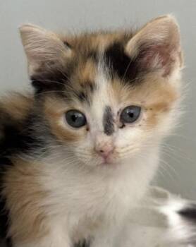 Snappy 547-26 -  Domestic Short Hair Cat for Adoption in Cumming, Georgia - Snappy 547-26 | PetCurious