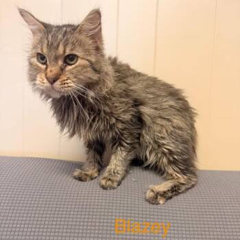 Domestic Long Hair Cats Available for Adoption in Buffalo, Minnesota - Blaze *Meet Me At Eagan Petsmart* | PetCurious