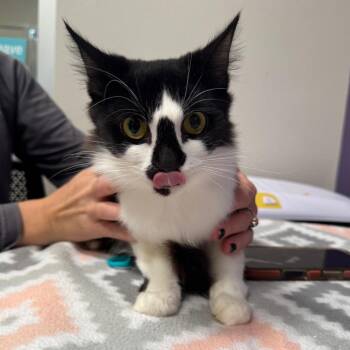 Ollie -  Domestic Short Hair Cat for Adoption in Englewood, Florida - Ollie | PetCurious