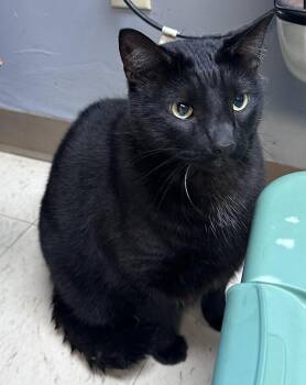 Zues -  Domestic Short Hair Cat for Adoption in Dyersburg, Tennessee - Zues | PetCurious
