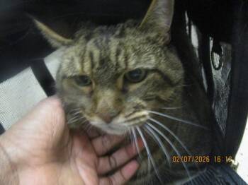 Domestic Short Hair Cats Available for Adoption - Marty (pent 6) | PetCurious