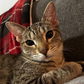 Rescue Tabby Cats for Adoption in Burnaby, British Columbia - Sage | PetCurious
