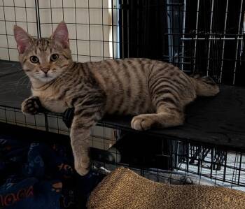 LEFTY -  Domestic Short Hair Cat for Adoption in Broomfield, Colorado - LEFTY | PetCurious