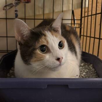 Lily 4 -  Domestic Short Hair Cat for Adoption in North Myrtle Beach, South Carolina - Lily 4 | PetCurious