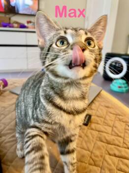Max -  Domestic Short Hair Cat for Adoption in Reston, Virginia - Max | PetCurious