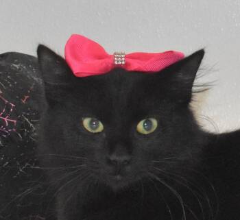 Rescue Domestic Short Hair Cats for Adoption in Springfield, Ohio - Puffie | PetCurious