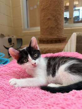DOTTY -  Domestic Short Hair Cat for Adoption in Chula Vista, California - DOTTY | PetCurious