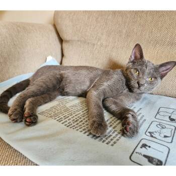 Rescue Domestic Short Hair Cats for Adoption in Austin, Texas - Flower Power 14 | PetCurious