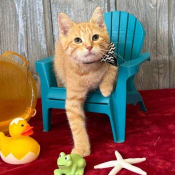 Runaway Railroad -  Domestic Short Hair Cat for Adoption in Parkersburg, West Virginia - Runaway Railroad | PetCurious