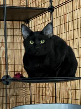 Domestic Short Hair Cats Available for Adoption - Onyx | PetCurious
