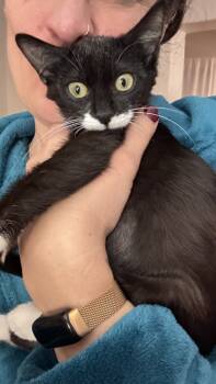 Rescue Domestic Short Hair Cats for Adoption in Albuquerque, New Mexico - Eden | PetCurious