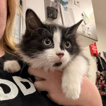 Beignet -  Domestic Long Hair Cat for Adoption in Indianapolis, Indiana - Beignet | PetCurious