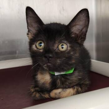 Robin -  Domestic Short Hair Cat for Adoption in Fort Wayne, Indiana - Robin | PetCurious
