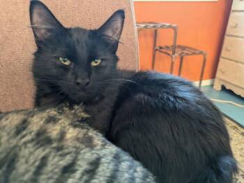 Squid -  Domestic Short Hair Cat for Adoption in Vancouver, Washington - Squid | PetCurious