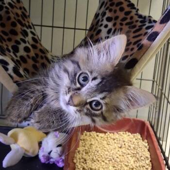 Joey -  Domestic Medium Hair Cat for Adoption in Hemet, California - Joey | PetCurious