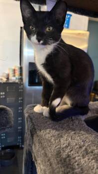 Miss Daisy May -  Domestic Short Hair Cat for Adoption in East Lansing, Michigan - Miss Daisy May | PetCurious