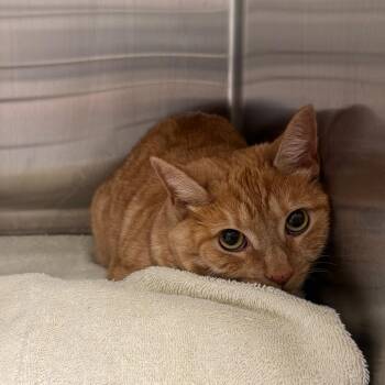 Oatmeal -  Domestic Short Hair and Mixed Breed Cat for Adoption in Tampa, Florida - Oatmeal | PetCurious
