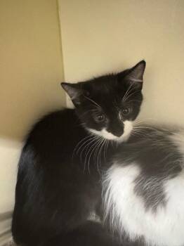 Mrs. Puff -  Domestic Short Hair Cat for Adoption in Bloomington, Indiana - Mrs. Puff | PetCurious