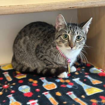 D47126 Mitochondria -  Domestic Short Hair Cat for Adoption in Port Washington, New York - D47126 Mitochondria | PetCurious
