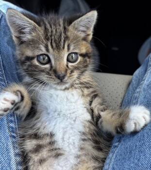 Clayton -  Domestic Short Hair Cat Available for Adoption in Salinas, California - Clayton | PetCurious