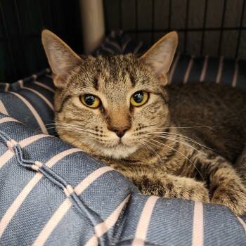 Rescue Domestic Short Hair Cats for Adoption in Columbus, North Carolina - Amethyst | PetCurious