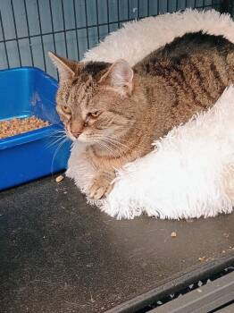 Domestic Short Hair Cats Available for Adoption - Mittens | PetCurious