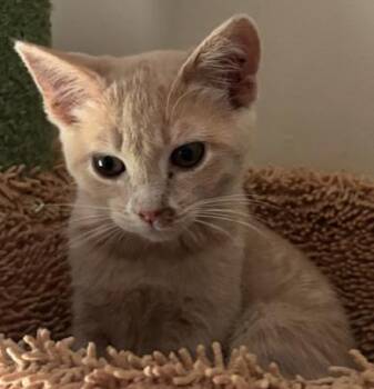 Domestic Short Hair Cats Available for Adoption - Bitsy | PetCurious
