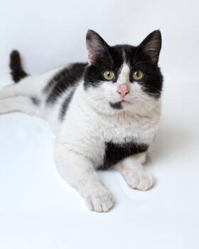 Domestic Short Hair Cats Available for Adoption in Boone, Iowa - Spencer | PetCurious