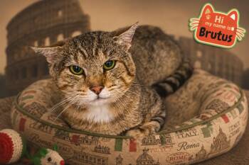 Brutus (FCID# 07/23/2026 - 2 Trainer) -  Tabby Cat for Adoption in Greenville, Delaware - Brutus (FCID# 07/23/2026 - 2 Trainer) | PetCurious