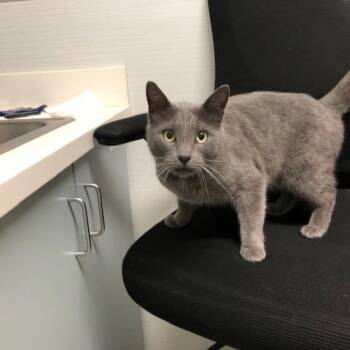 Domestic Short Hair Cats Available for Adoption - Hopper | PetCurious