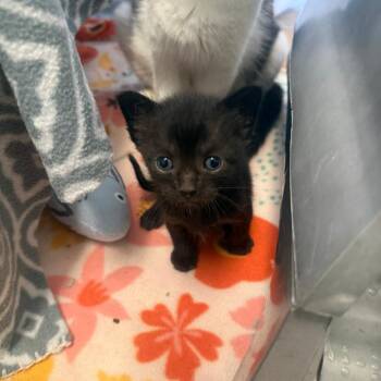 Chandler -  Domestic Short Hair Cat for Adoption in Fort Bragg, California - Chandler | PetCurious