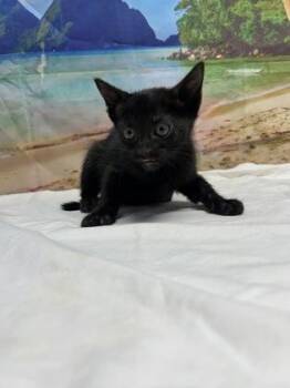 Storm -  Domestic Short Hair Cat for Adoption in San Antonio, Texas - Storm | PetCurious