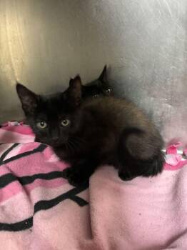 Yoshi -  Domestic Short Hair Cat for Adoption in Marietta, Georgia - Yoshi | PetCurious
