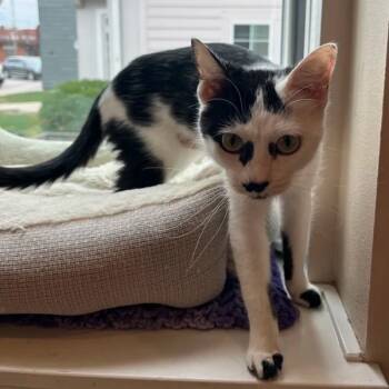 Rescue Domestic Short Hair Cats for Adoption in Des Moines, Iowa - Minnie | PetCurious