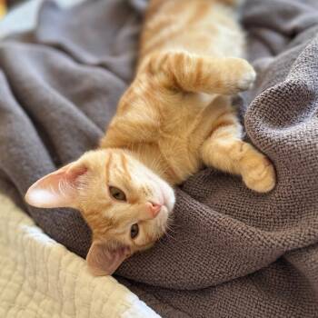 Domestic Short Hair Cats Available for Adoption - Chili | PetCurious