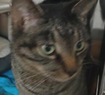 Domestic Short Hair Cats Available for Adoption in Kansas City, Missouri - Rocket | PetCurious