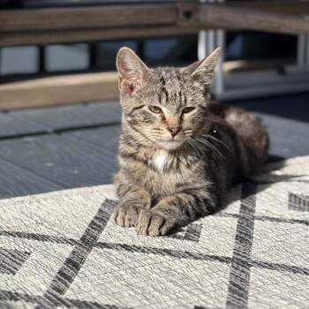 Ball Bearing -  Domestic Short Hair Cat for Adoption in Buffalo, Minnesota - Ball Bearing | PetCurious