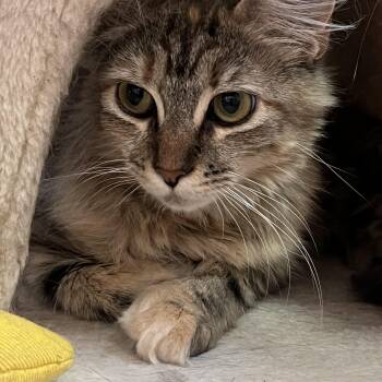 Ceci -  Domestic Long Hair Cat for Adoption in Wells, Maine - Ceci | PetCurious