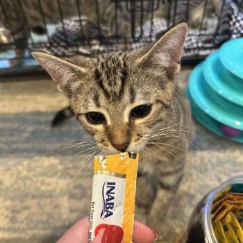 Eddie -  Domestic Short Hair Cat for Adoption in Gibsonia, Pennsylvania - Eddie | PetCurious