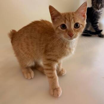 Domestic Short Hair Cats Available for Adoption in Hendersonville, North Carolina - Sundae | PetCurious