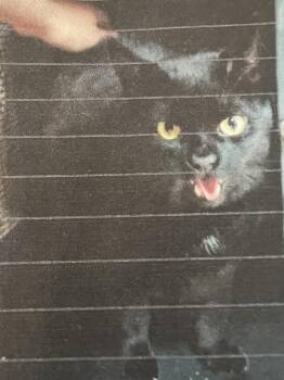 Domestic Short Hair Cats Available for Adoption in New Windsor, New York - Sheldon | PetCurious