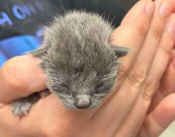 Domestic Short Hair Cats Available for Adoption in Republic, Missouri - Pear | PetCurious