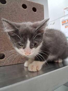 Wyatt -  Domestic Short Hair Cat for Adoption in Sevierville, Tennessee - Wyatt | PetCurious