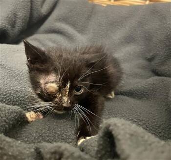 JAMES -  Domestic Short Hair Cat for Adoption in Rosenberg, Texas - JAMES | PetCurious
