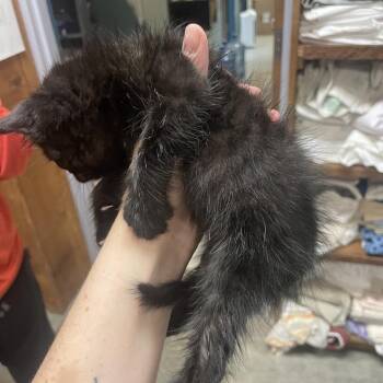 Punch -  Domestic Long Hair Cat for Adoption in Branson, Missouri - Punch | PetCurious