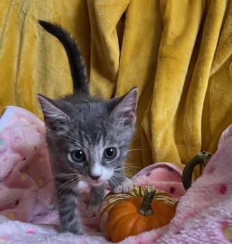 Rescue Domestic Short Hair Cats for Adoption in Sykesville, Maryland - Tony | PetCurious