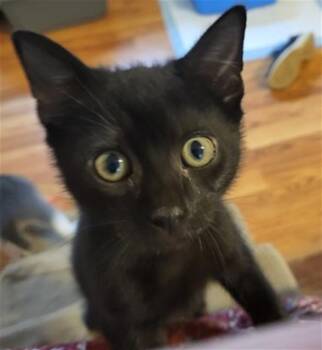 Domestic Short Hair Cats Available for Adoption - SKEETER | PetCurious
