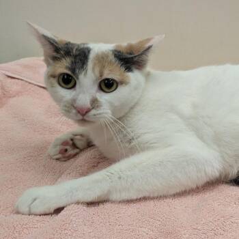 Andrea -  Domestic Short Hair Cat for Adoption in Oshkosh, Wisconsin - Andrea | PetCurious