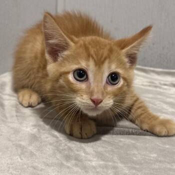 Benito -  Domestic Short Hair Cat for Adoption in Tampa, Florida - Benito | PetCurious